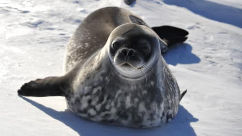 Weddell Seal reference