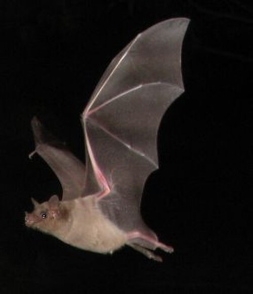 Curaçaoan Long-Nosed Bat reference