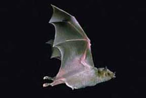 Mexican Long-nosed Bat reference