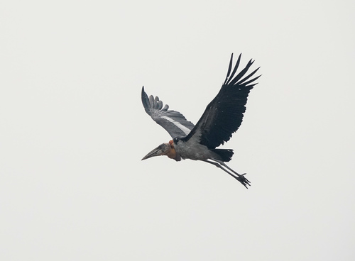 Greater Adjutant reference
