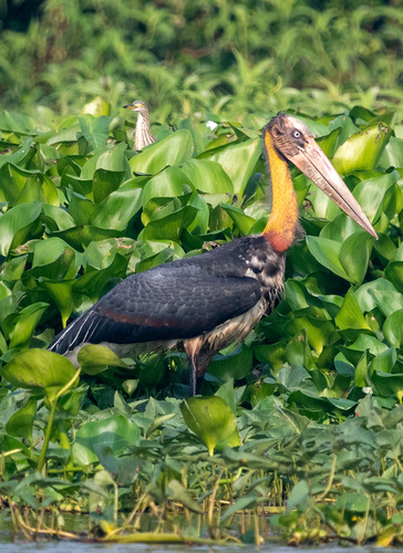 Lesser Adjutant reference