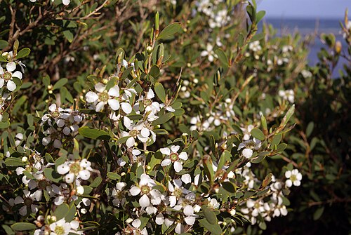 Coastal Tea Tree reference