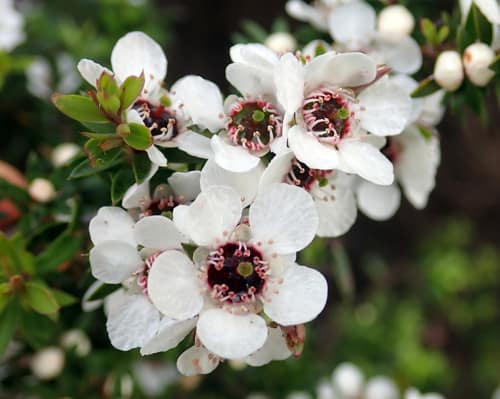 Manuka reference