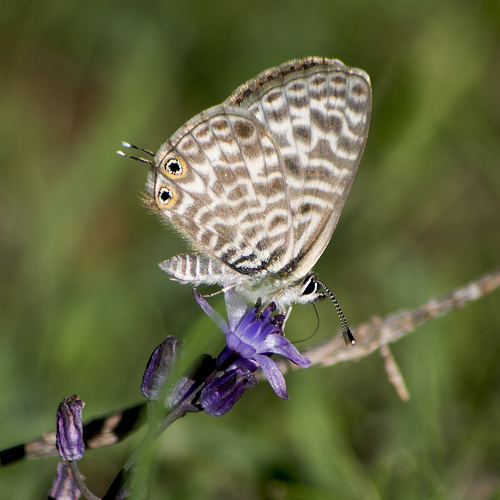 Lang's Short-Tailed Blue reference