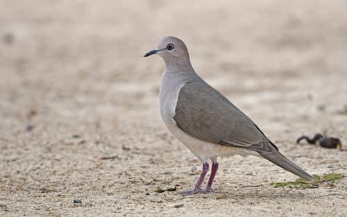 White-tipped Dove reference