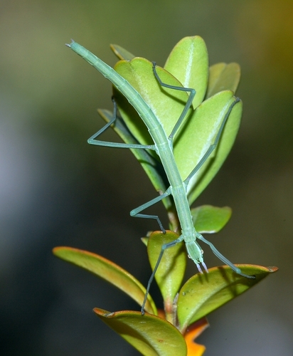 Spanish Stick Insect reference