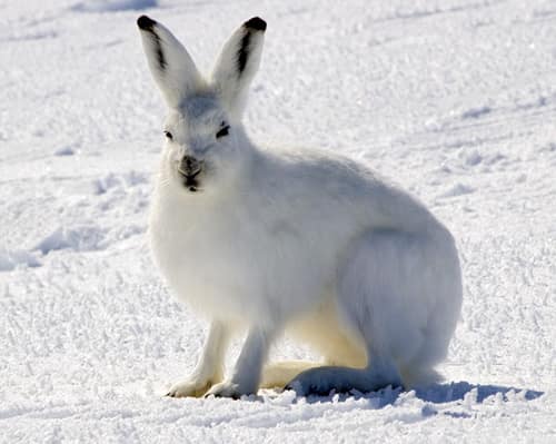 Arctic Hare reference
