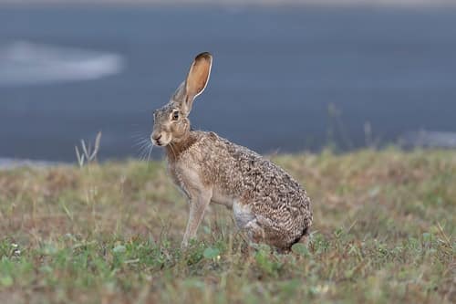 Black-tailed Jackrabbit reference