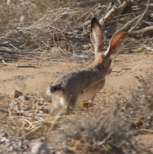 Cape Hare reference