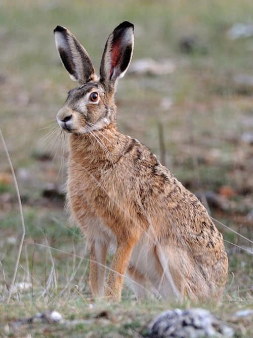European Hare reference
