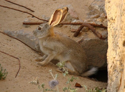 Tolai Hare reference