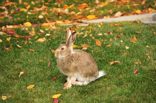 White-tailed Jackrabbit reference