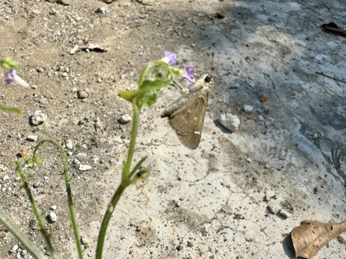 Violet-clouded Skipper reference