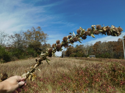 Roundhead Lespedeza reference