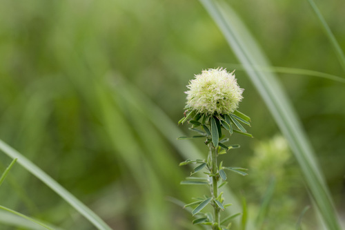 Sericea Lespedeza reference