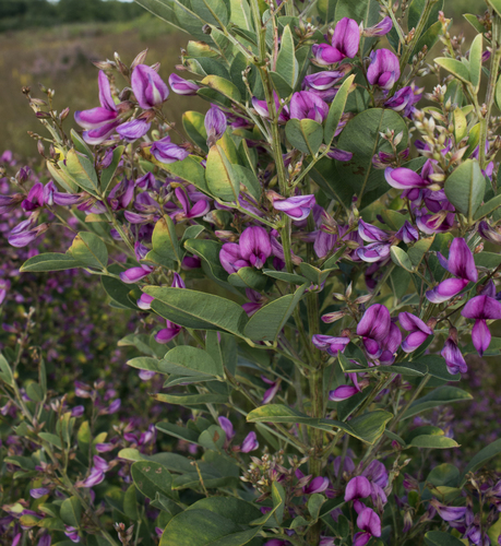 Thunberg's Bushclover reference