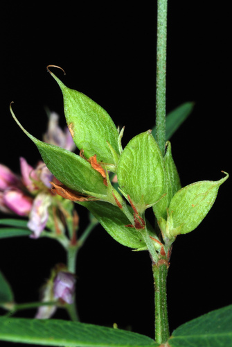 Slender Lespedeza reference