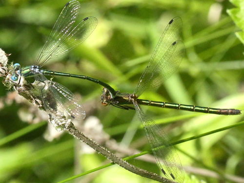 Emerald Spreadwing reference