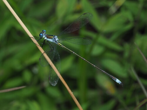 Swamp Spreadwing reference