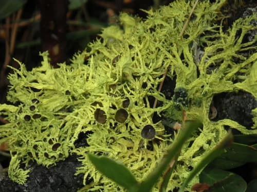 Brown-eyed Wolf Lichen reference