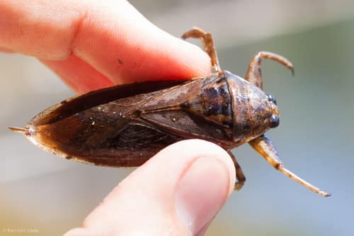 Giant Water Bug reference