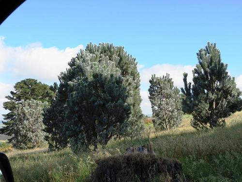 Silver Tree reference