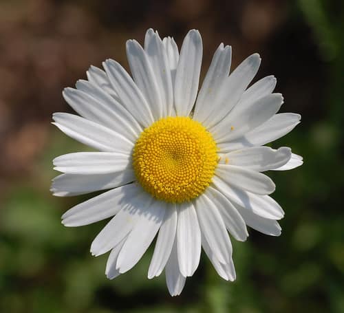 Oxeye Daisy reference