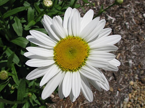 Shasta Daisy reference