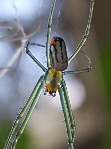 Mabel Orchard Orbweaver reference