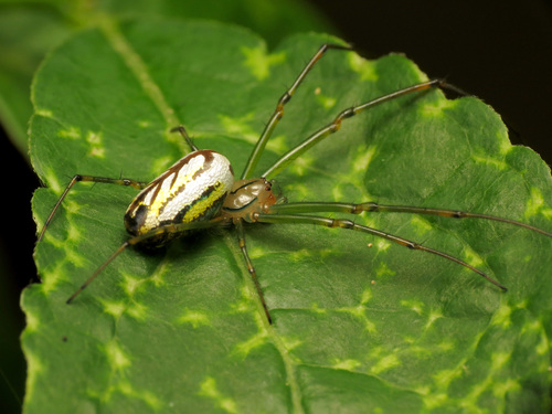 Orchard Spider reference