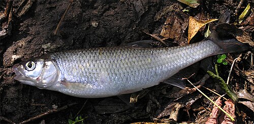 Common Dace reference