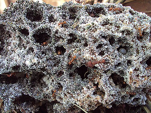 Attine Fungal Symbiont reference