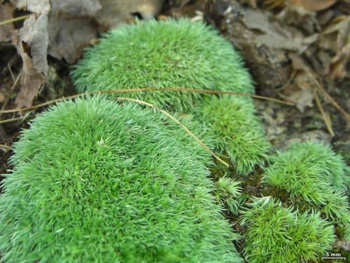 Common Pincushion Moss reference