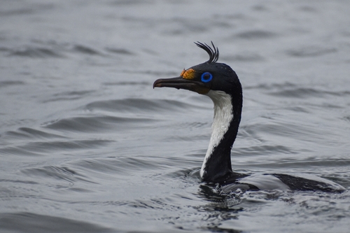 Imperial Shag reference