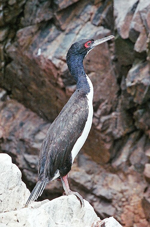 Guanay Cormorant reference