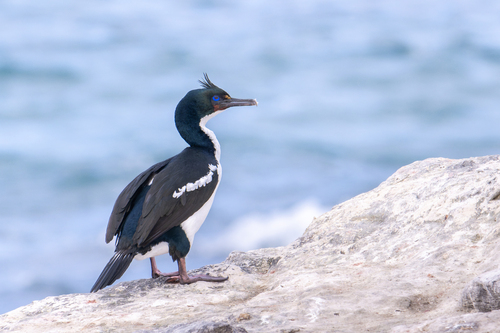 Stewart Island Shag reference