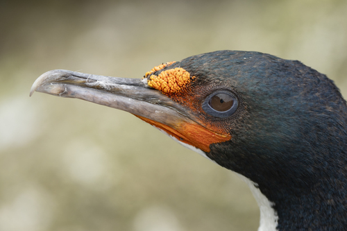 Chatham Island Shag reference