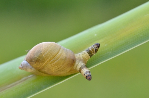 Green-banded Broodsac reference