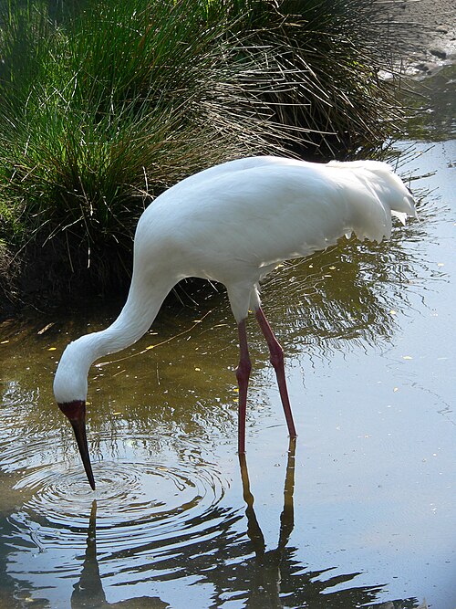 Siberian Crane reference