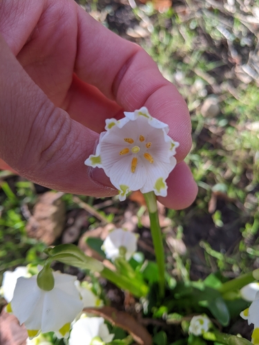 Spring Snowflake reference