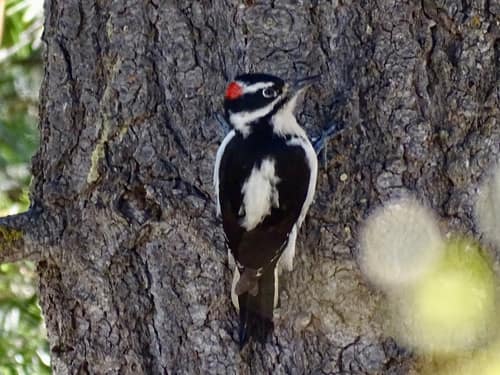Hairy Woodpecker reference