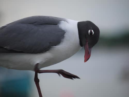 Laughing Gull reference
