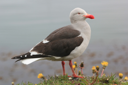 Dolphin Gull reference