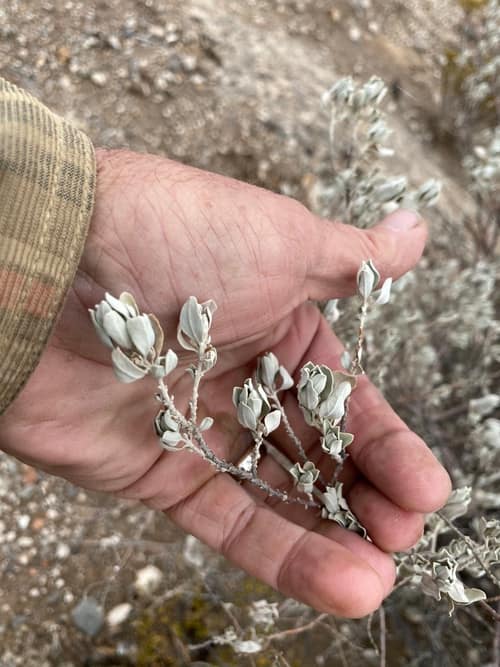 Texas Sage reference