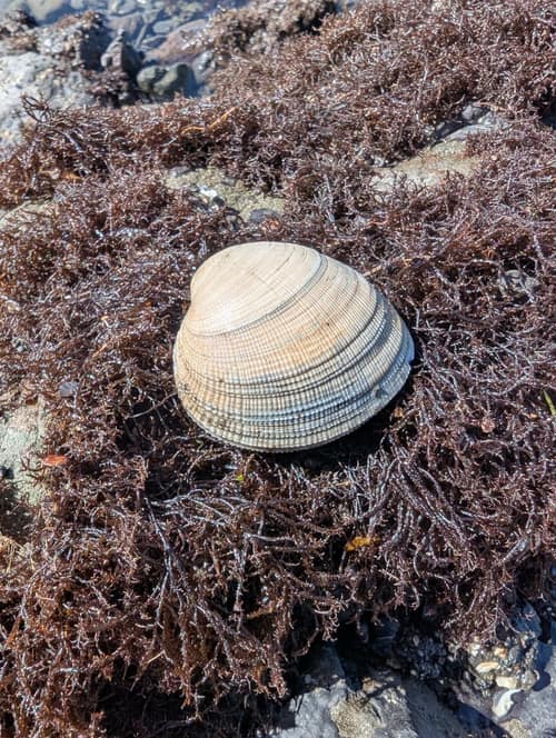 Pacific Littleneck Clam reference