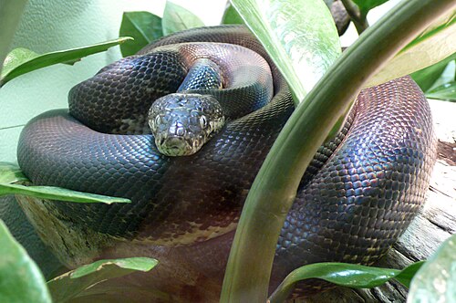 Macklot's Python reference