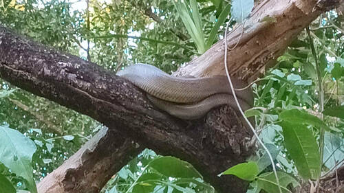 Olive Python reference