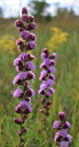 Rough Blazing Star reference