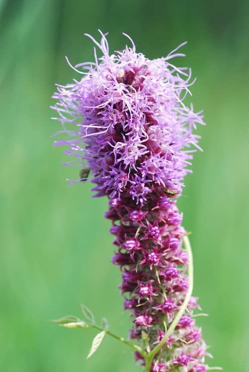 Prairie Blazing Star reference