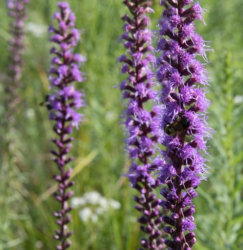 Dense Blazing Star reference